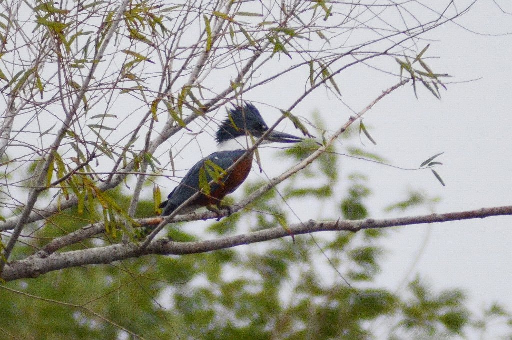 Kingfisher, Ringed, 2013--01074946 Sabal Palm Sanctuary, Brownsville, TX_2.JPG - Ringed Kingfisher. Sabal Palm Saanctuary, Brownsville, TX, 1-7-2013